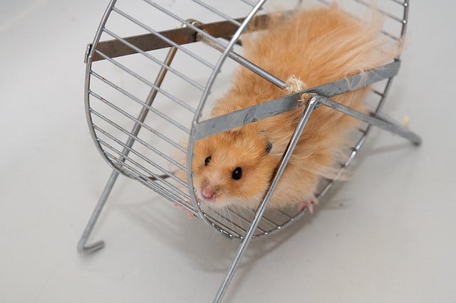 hamster on a wheel